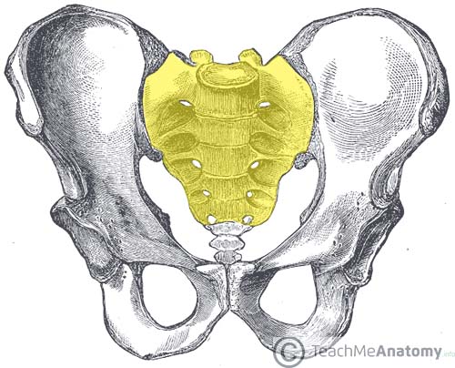 Infinite Embers Sacrum