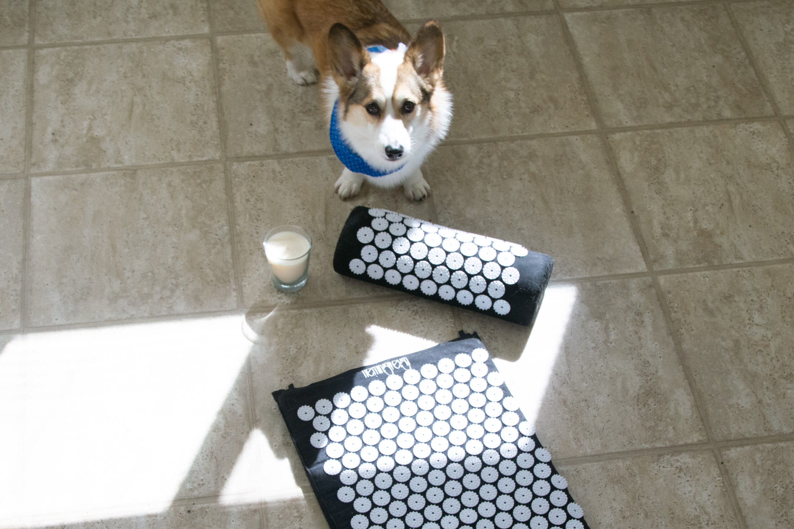Acupressure Mat + Corgi » From the Infinite Embers blog